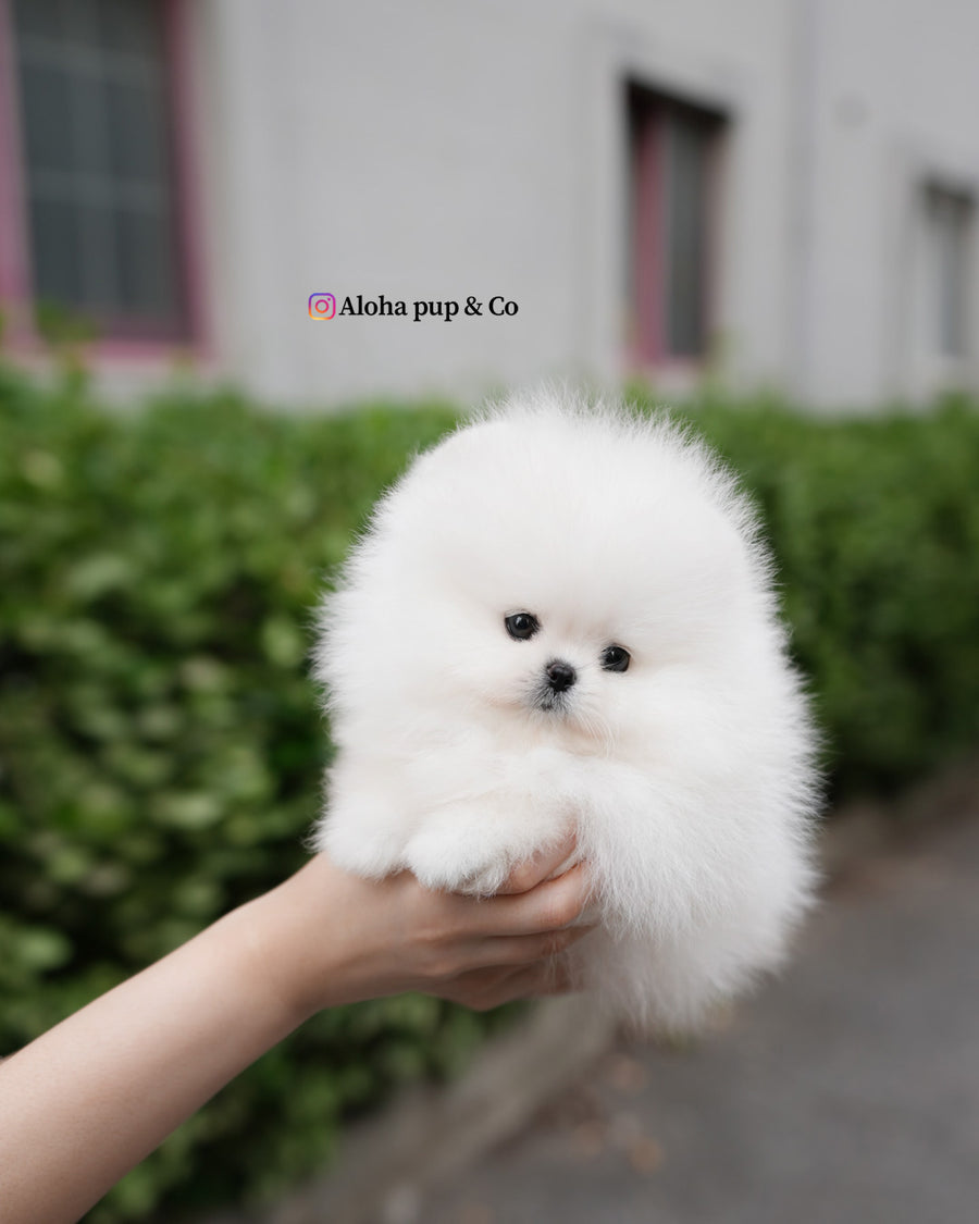 Milk [TEACUP POMERANIAN]