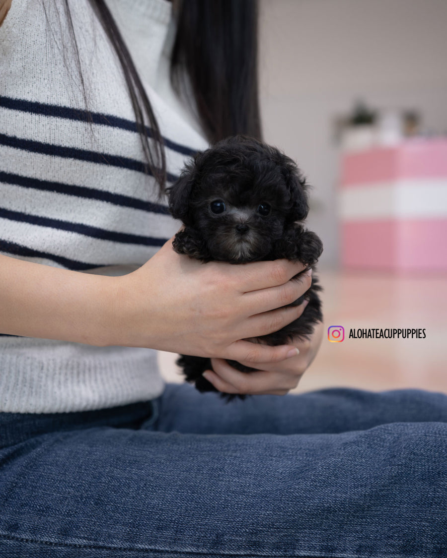 Eli [TEACUP POODLE]