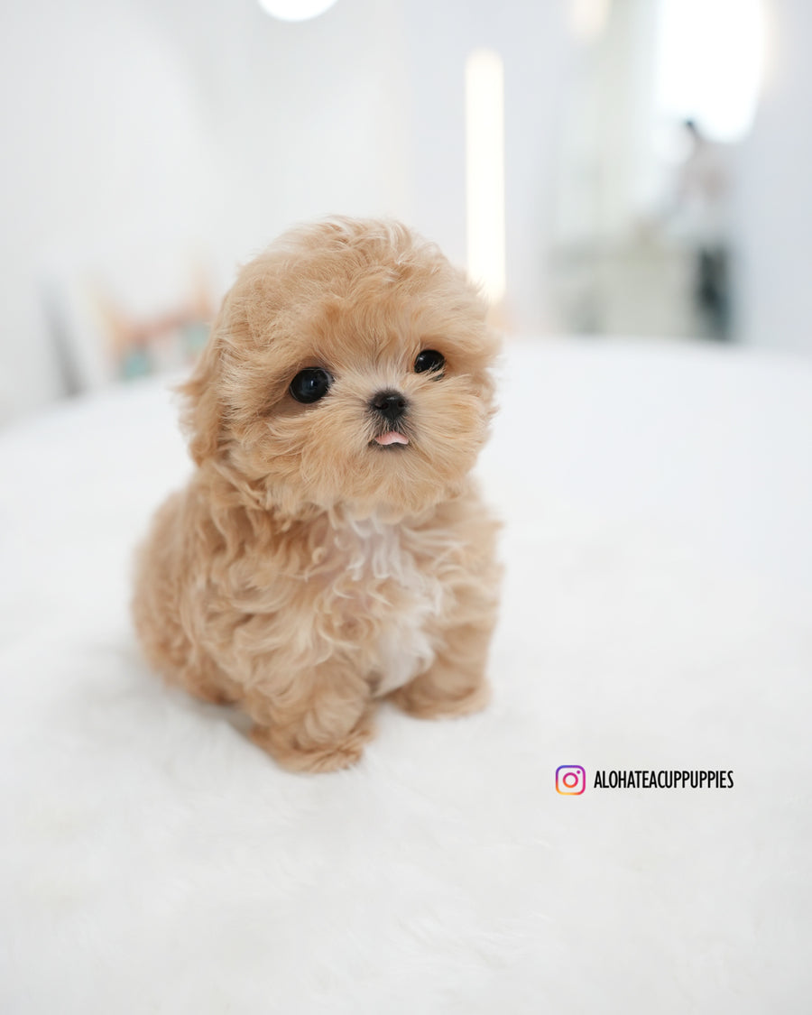 Ebony [TEACUP MALTIPOO]