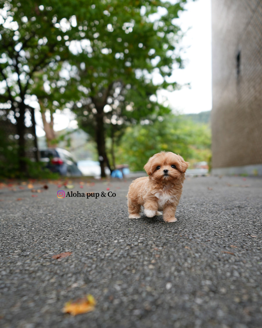 Margo [TEACUP MALTIPOO]