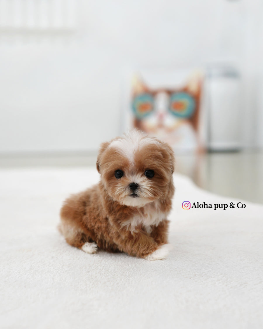 Mango [TEACUP MALTIPOO]