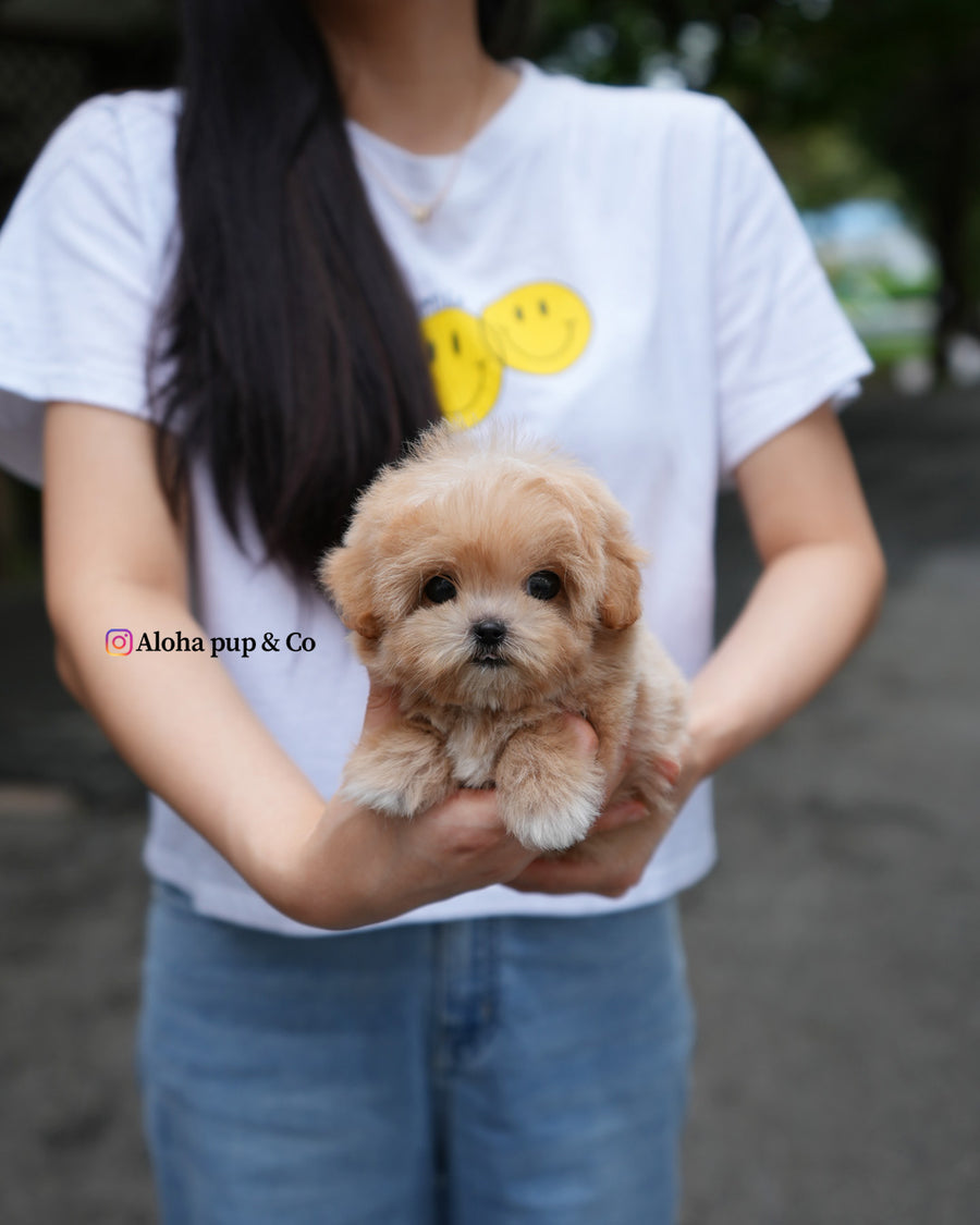 Paco [TEACUP MALTIPOO]