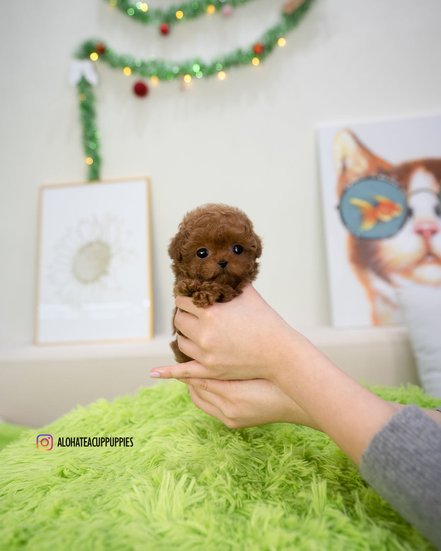 Dana [TEACUP POODLE]