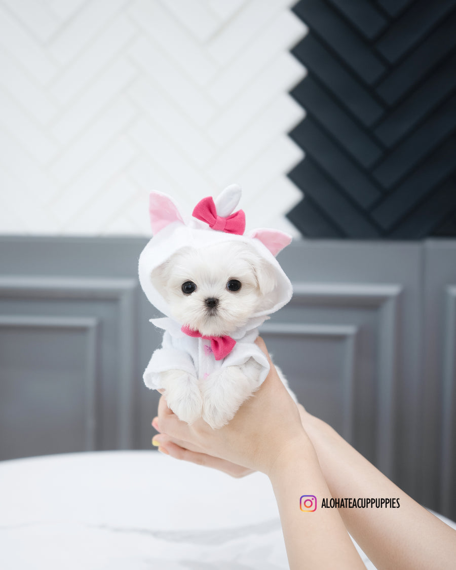 cotton [TEACUP MALTESE]