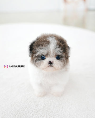 Mira [TEACUP MALTIPOO]