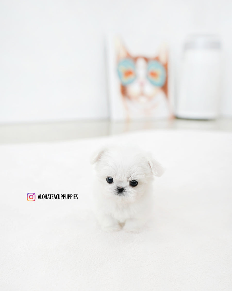 Prin [TEACUP MALTESE]