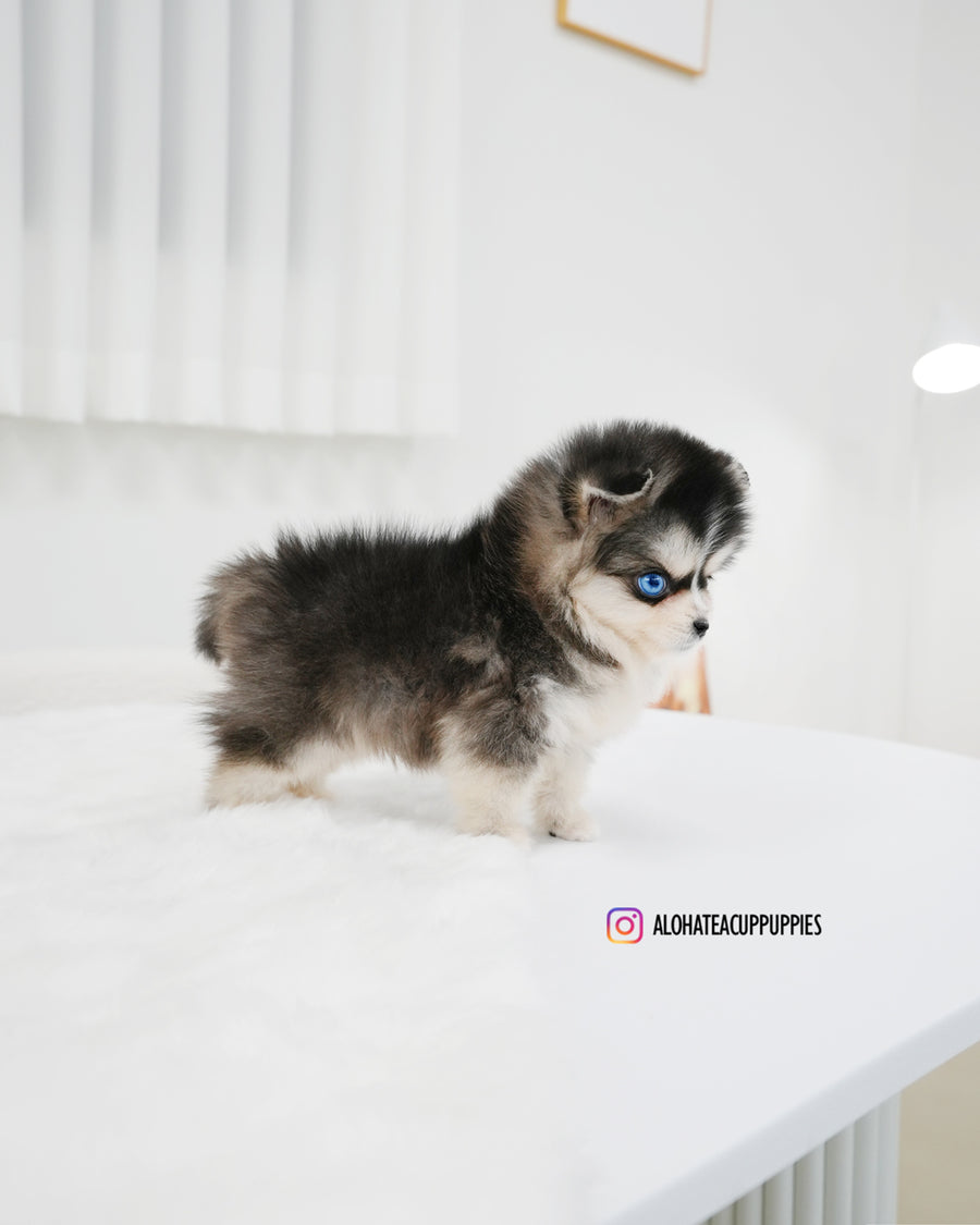 Lala [TEACUP POMSKY]