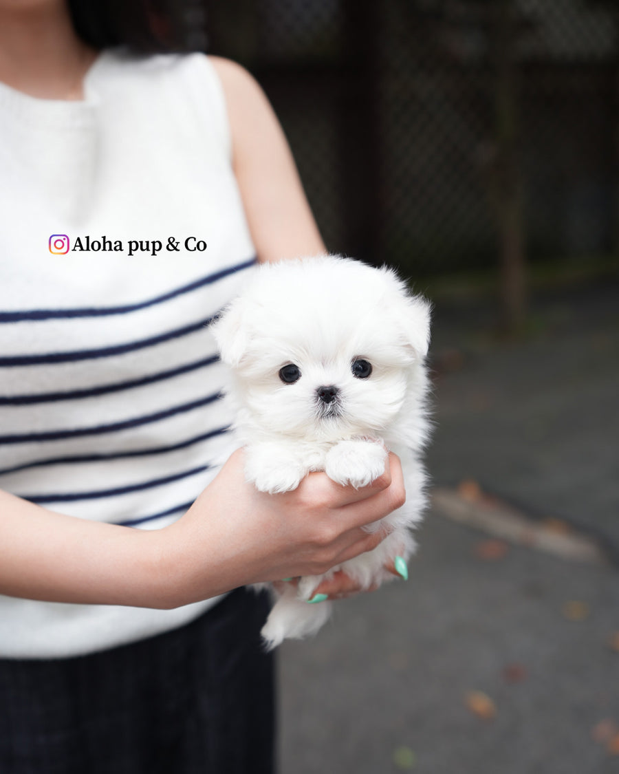Lime [TEACUP MALTESE]