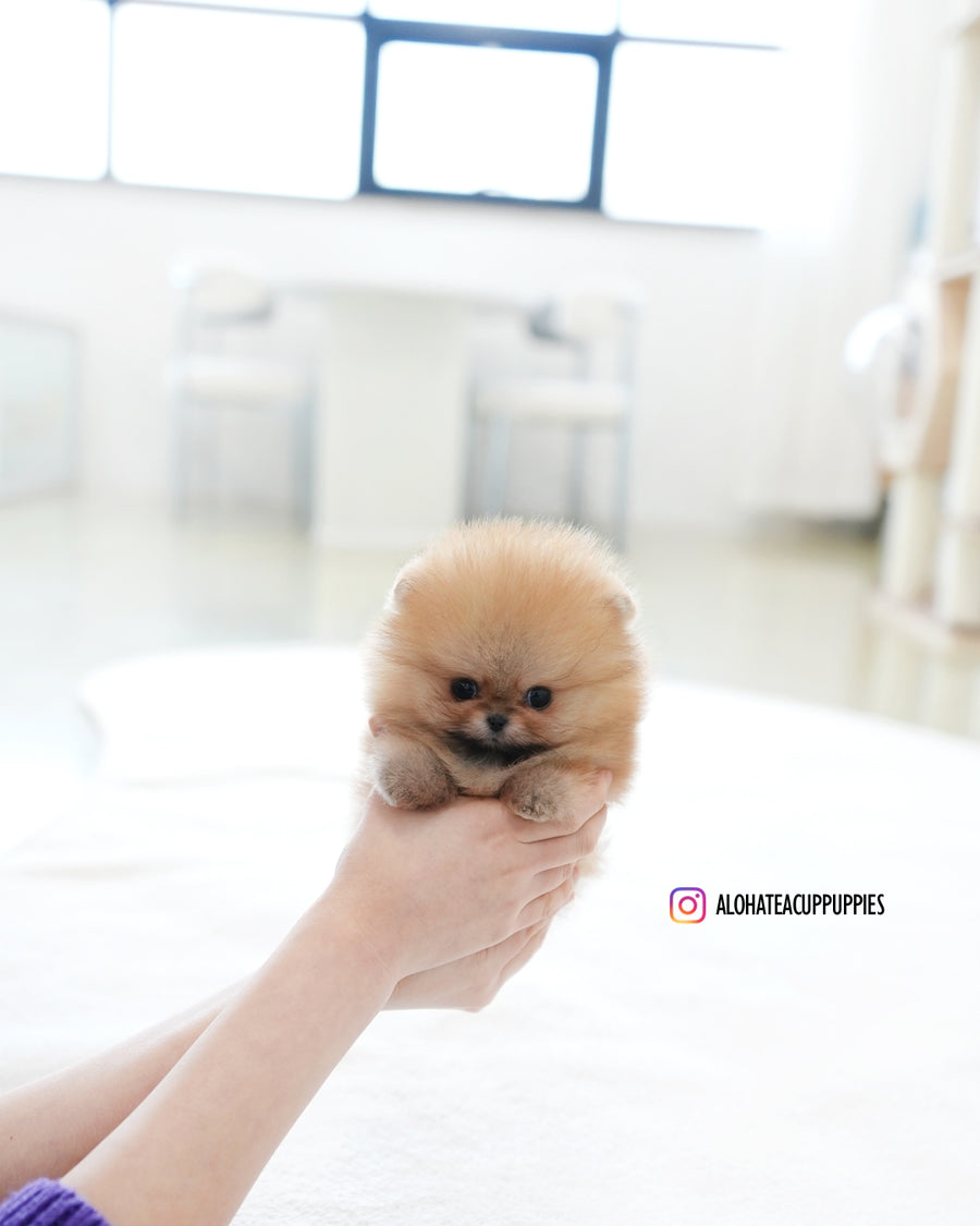 Marco [TEACUP POMERANIAN]