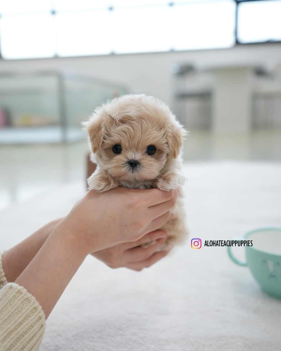 Oscar [TEACUP MALTIPOO]