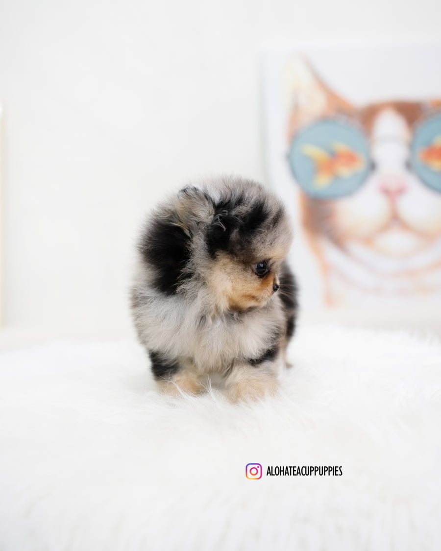 Kiara [TEACUP POMERANIAN]