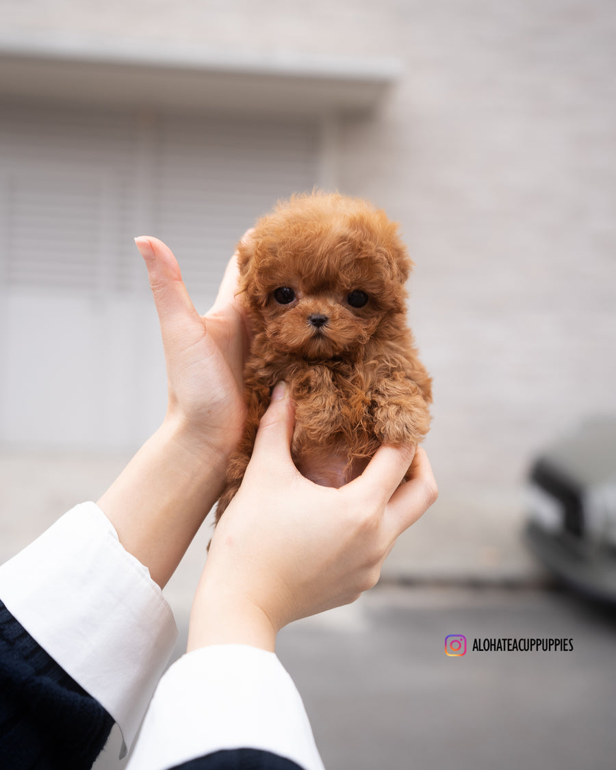 Mason [TEACUP POODLE]