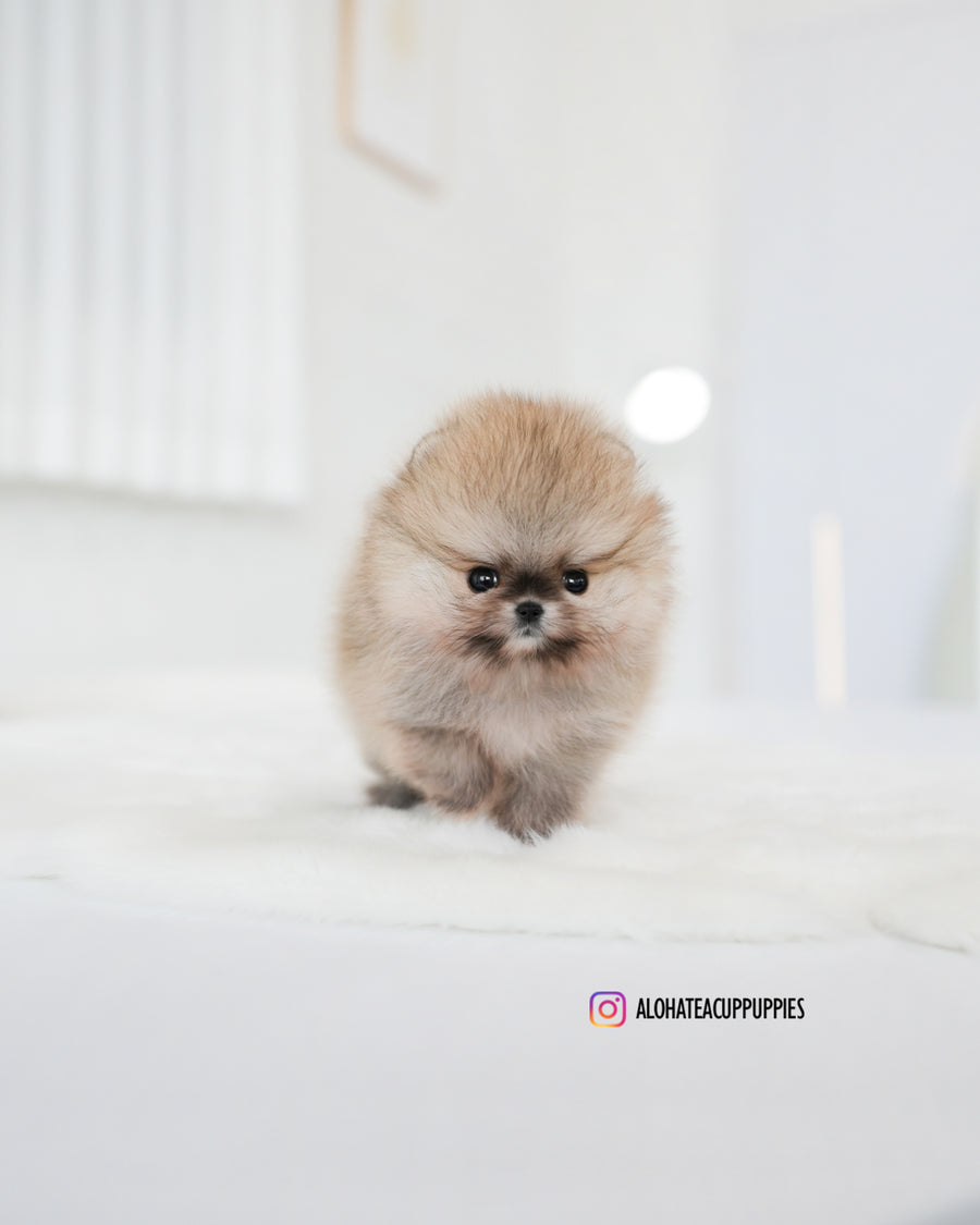 Tiramisu [TEACUP POMERANIAN]