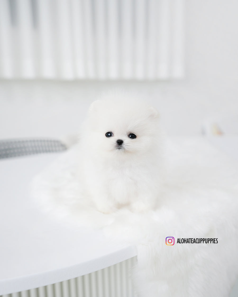 Tom [TEACUP POMERANIAN]