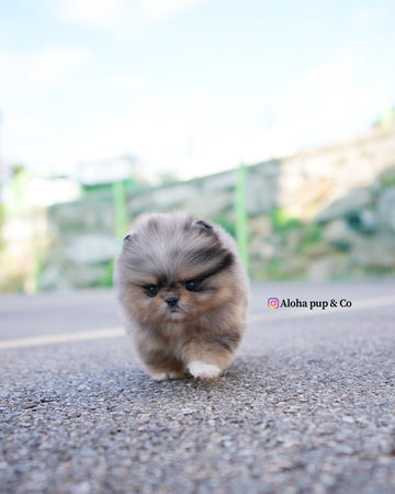 Luc [TEACUP POMERANIAN]