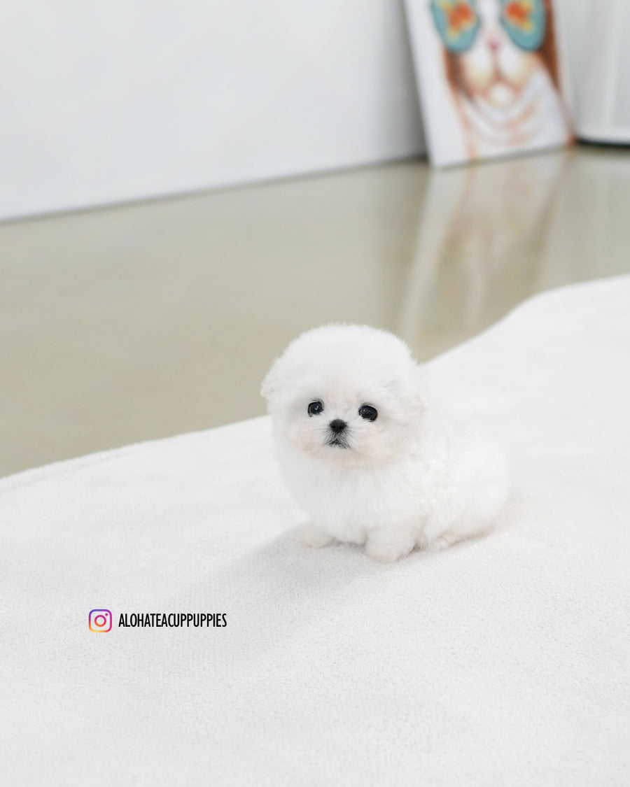 Celine [TEACUP BICHON]