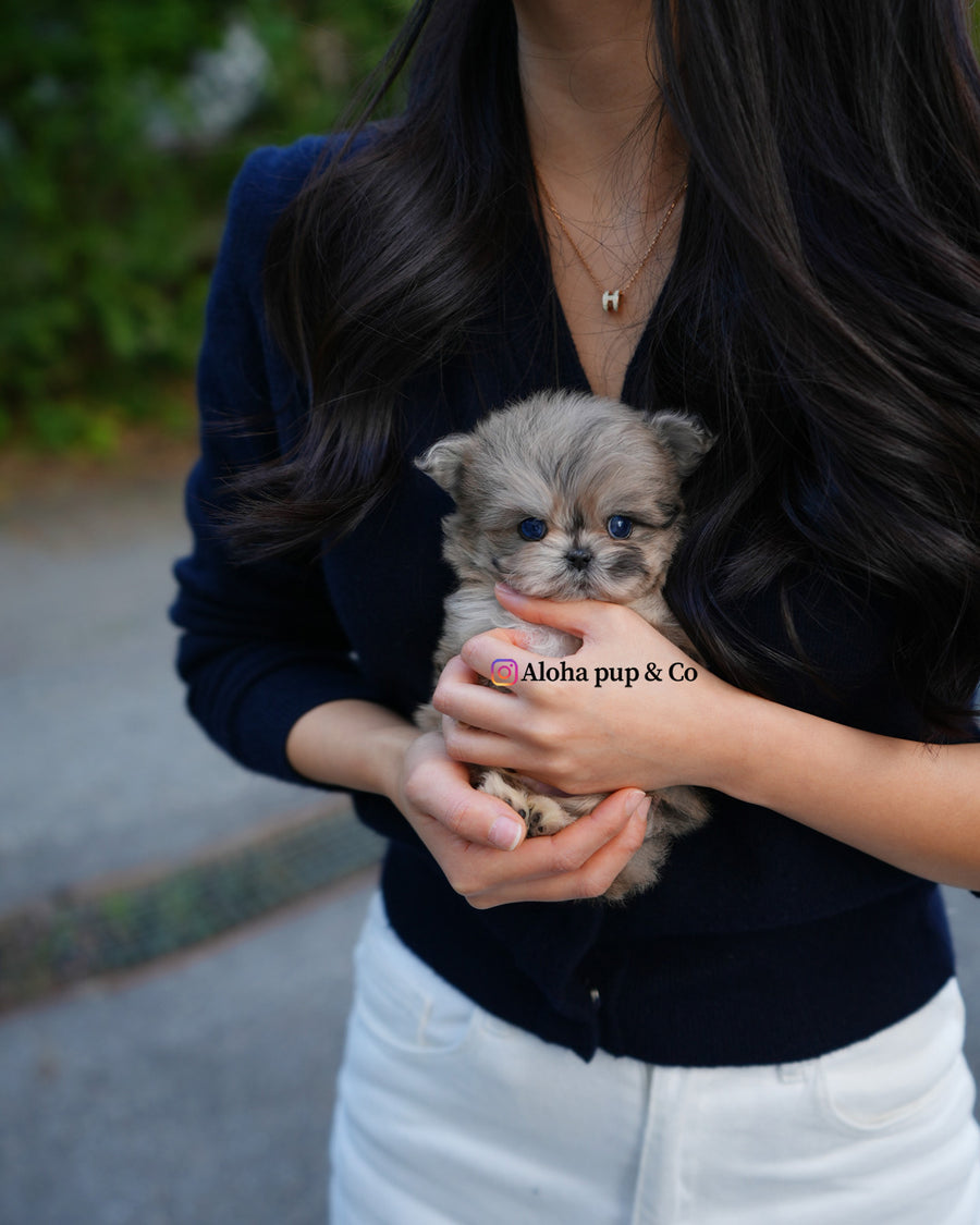 Pip [TEACUP MALTIPOO]