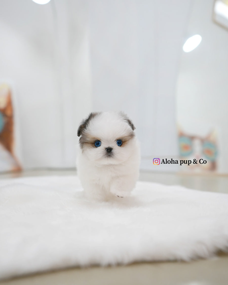 Star [TEACUP Maltipom]