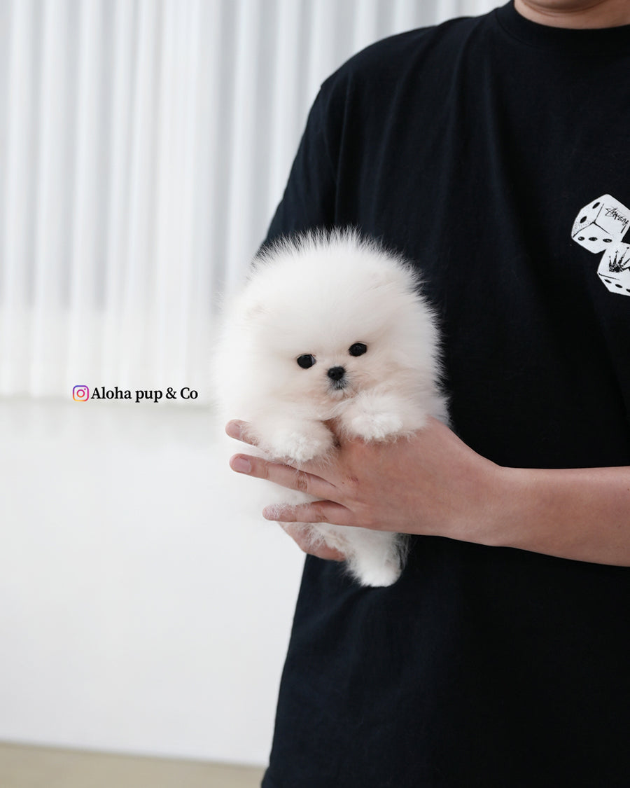 Loyal [TEACUP POMERANIAN]