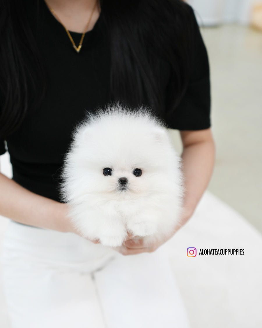Sienna [TEACUP POMERANIAN]