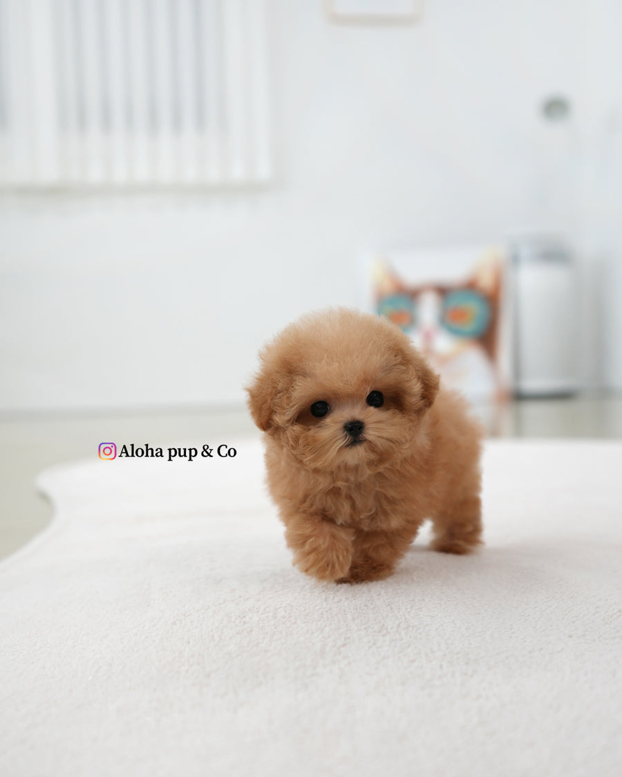 Muffin [TEACUP POODLE]