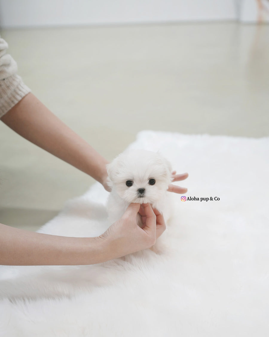 Buzz [TEACUP MALTESE]