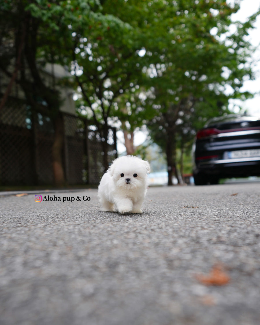 Poki [TEACUP MALTESE]