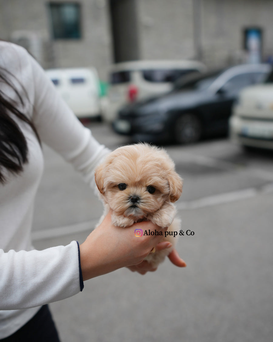 Roro [TEACUP MALTIPOO]