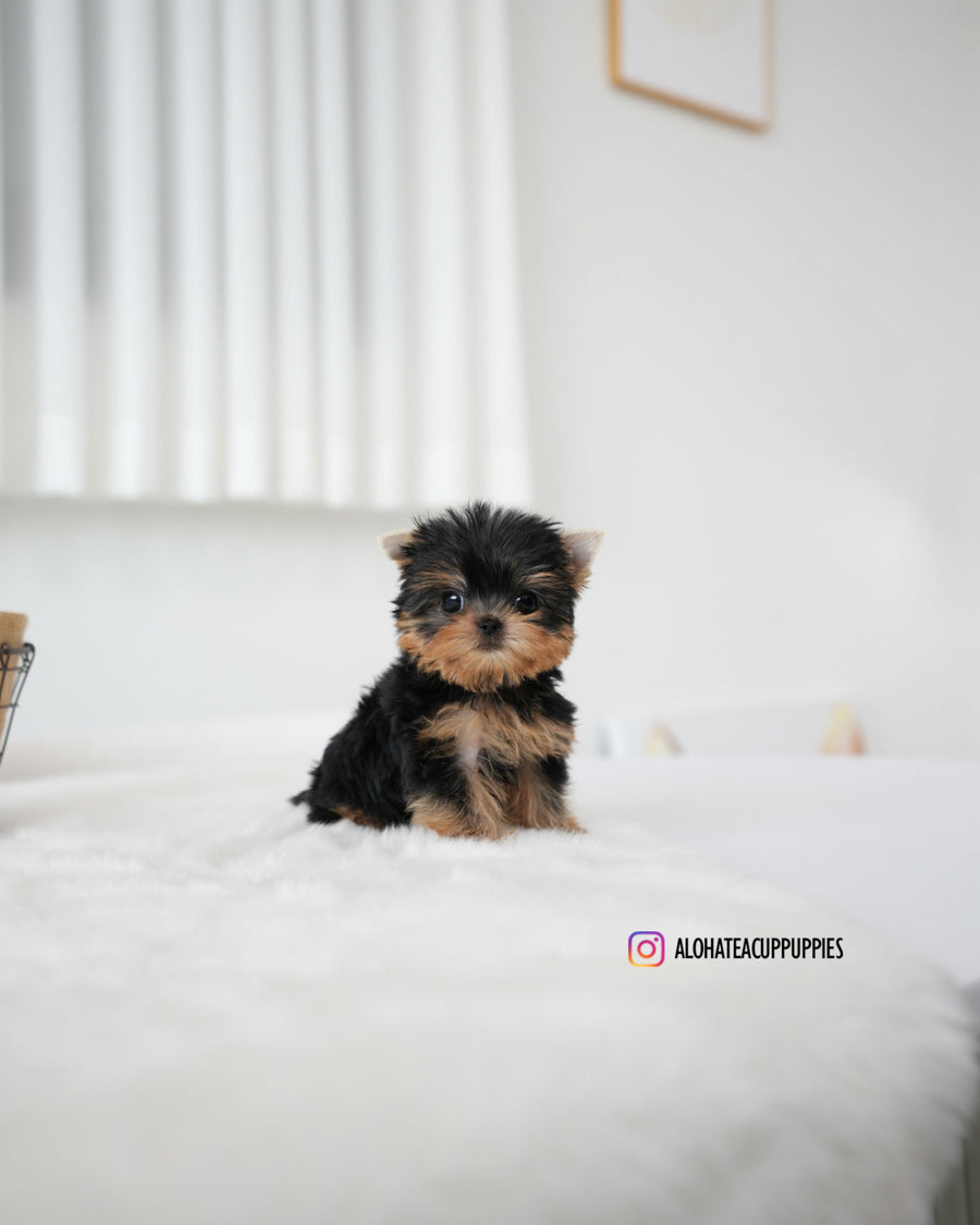 Betty [Teacup YORKIE]