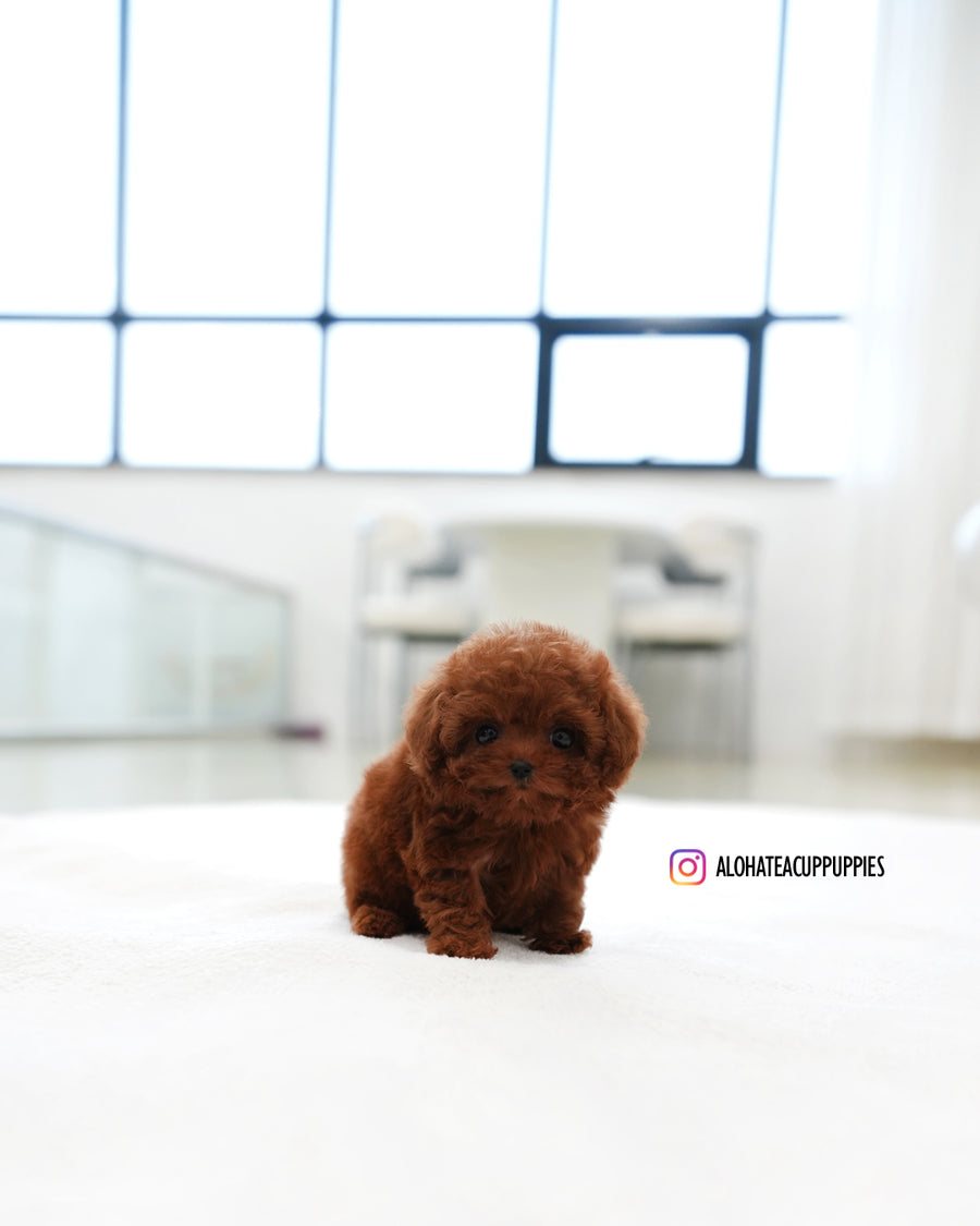 Mandy [TEACUP POODLE]