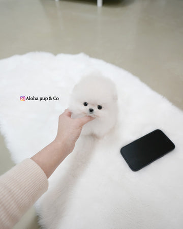 Roi [TEACUP POMERANIAN]