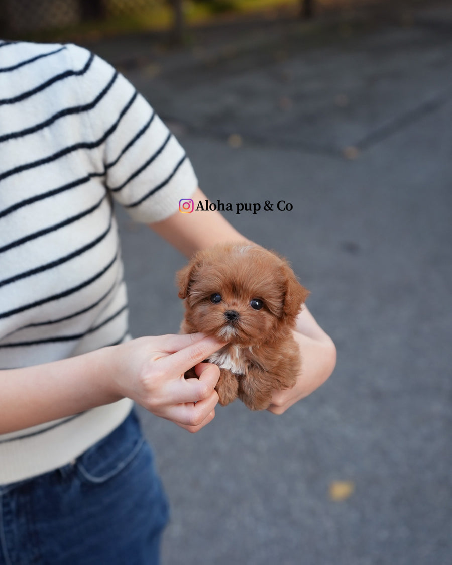 Versace [TEACUP MALTIPOO]