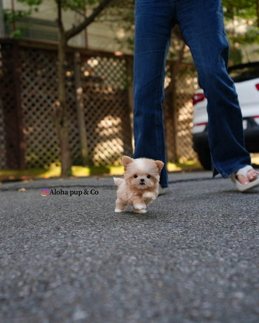 Cole [TEACUP MALTIPOO]