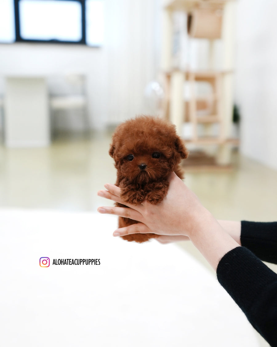 Hermes [TEACUP POODLE]