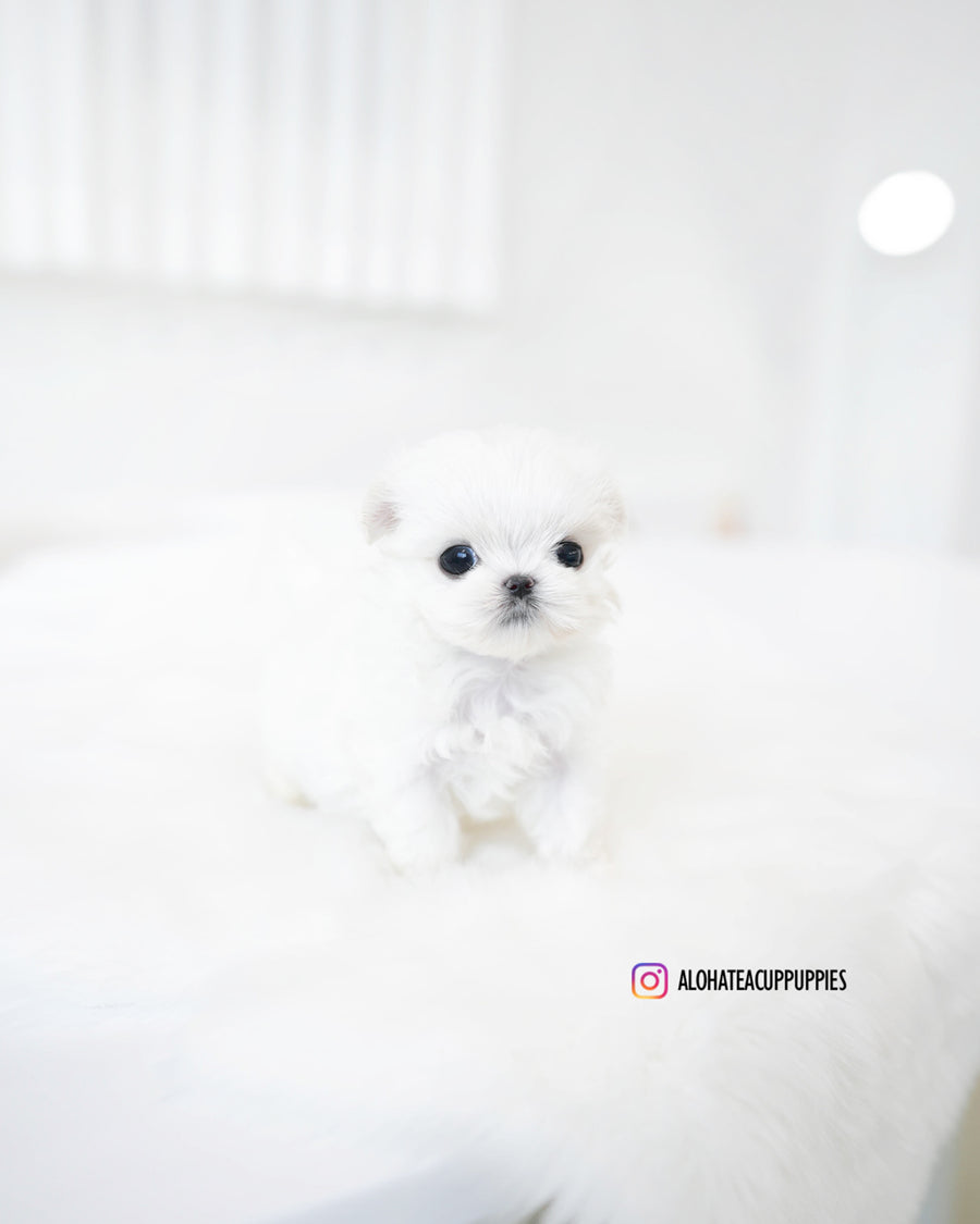 Hana [TEACUP MALTESE]