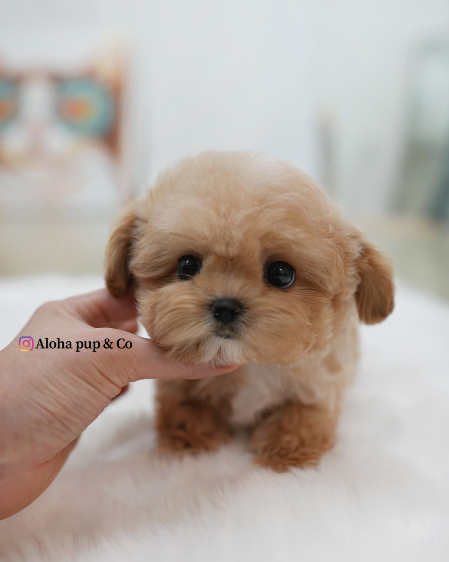 Isaac [TEACUP MALTIPOO]