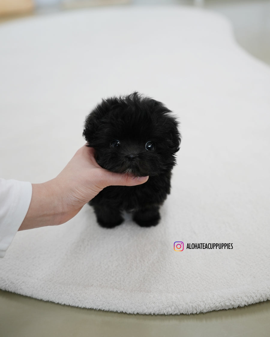 Lotty [TEACUP MALTIPOO]