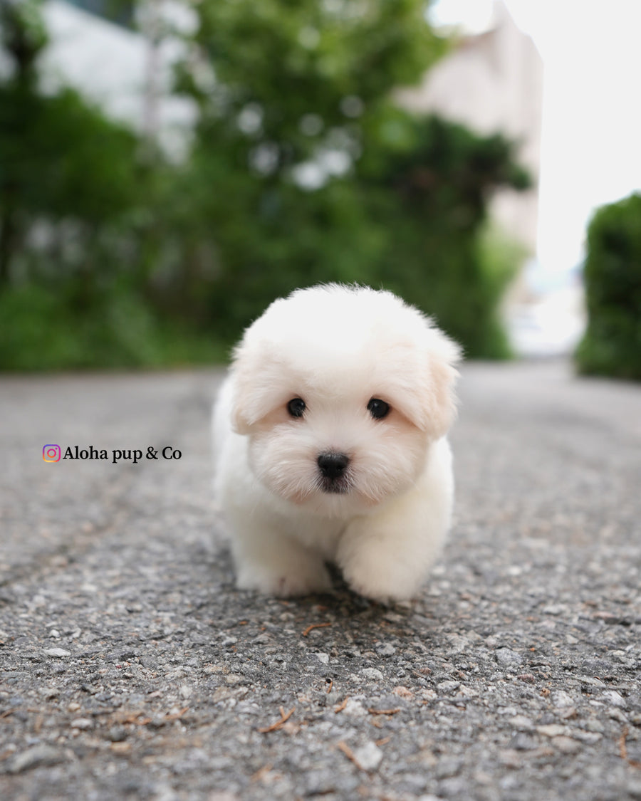 Goofy [Mini Coton de Tulear]