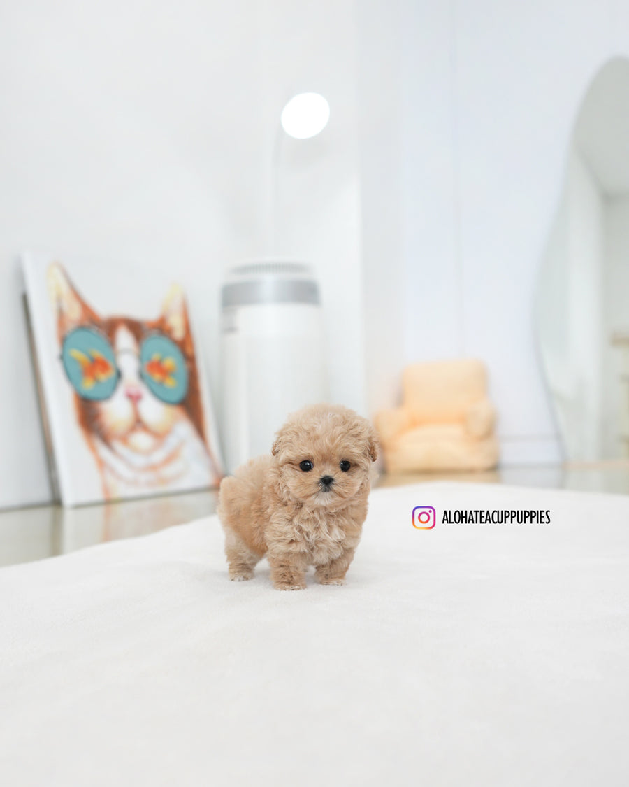 Tilly [TEACUP MALTIPOO]