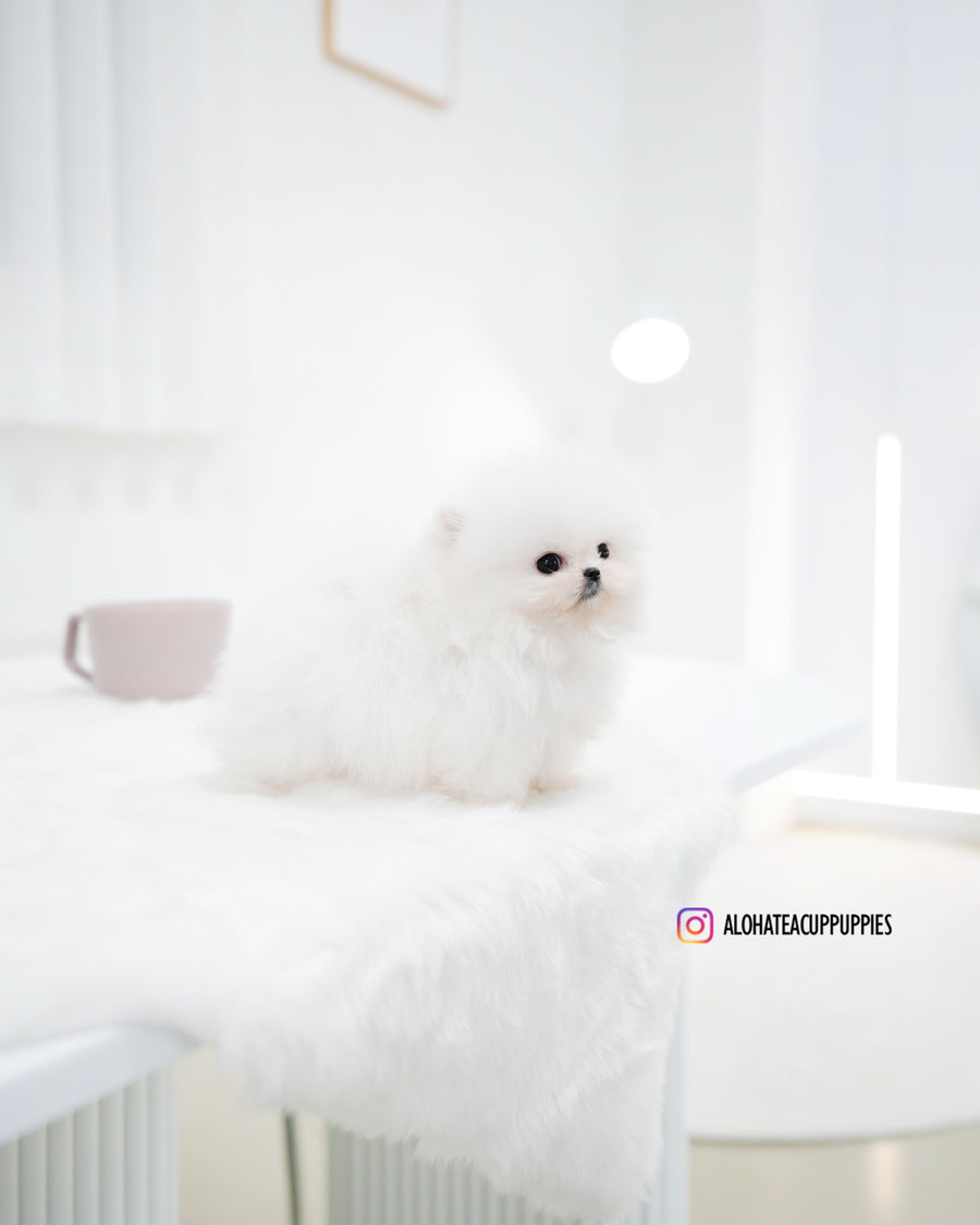 Maru [TEACUP POMERANIAN]