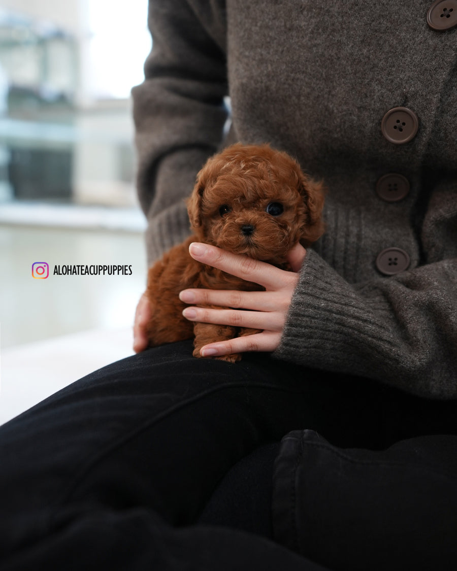 Cookie [TEACUP POODLE]