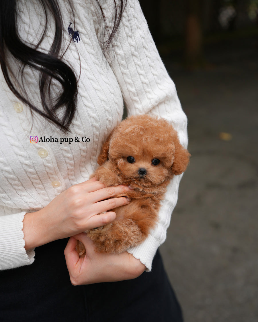 Orin [TEACUP POODLE]