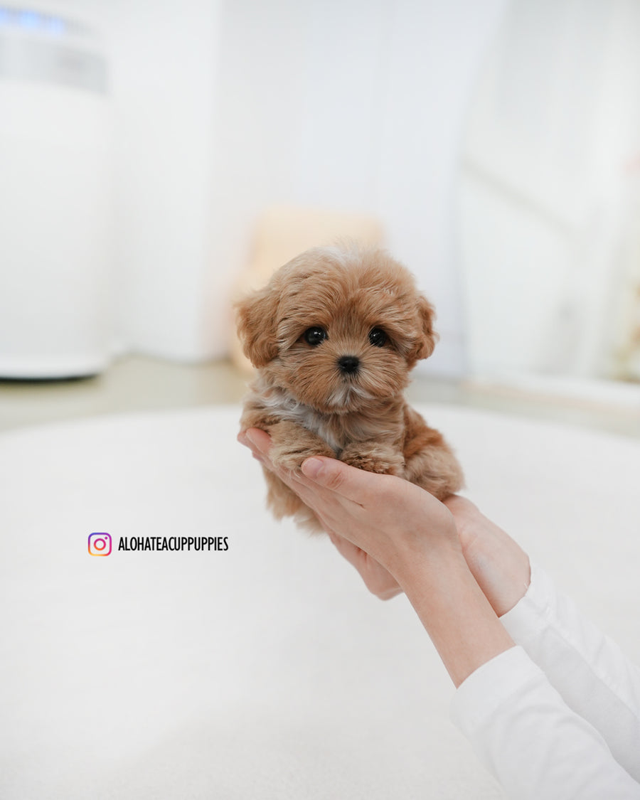 Gucci [TEACUP MALTIPOO]