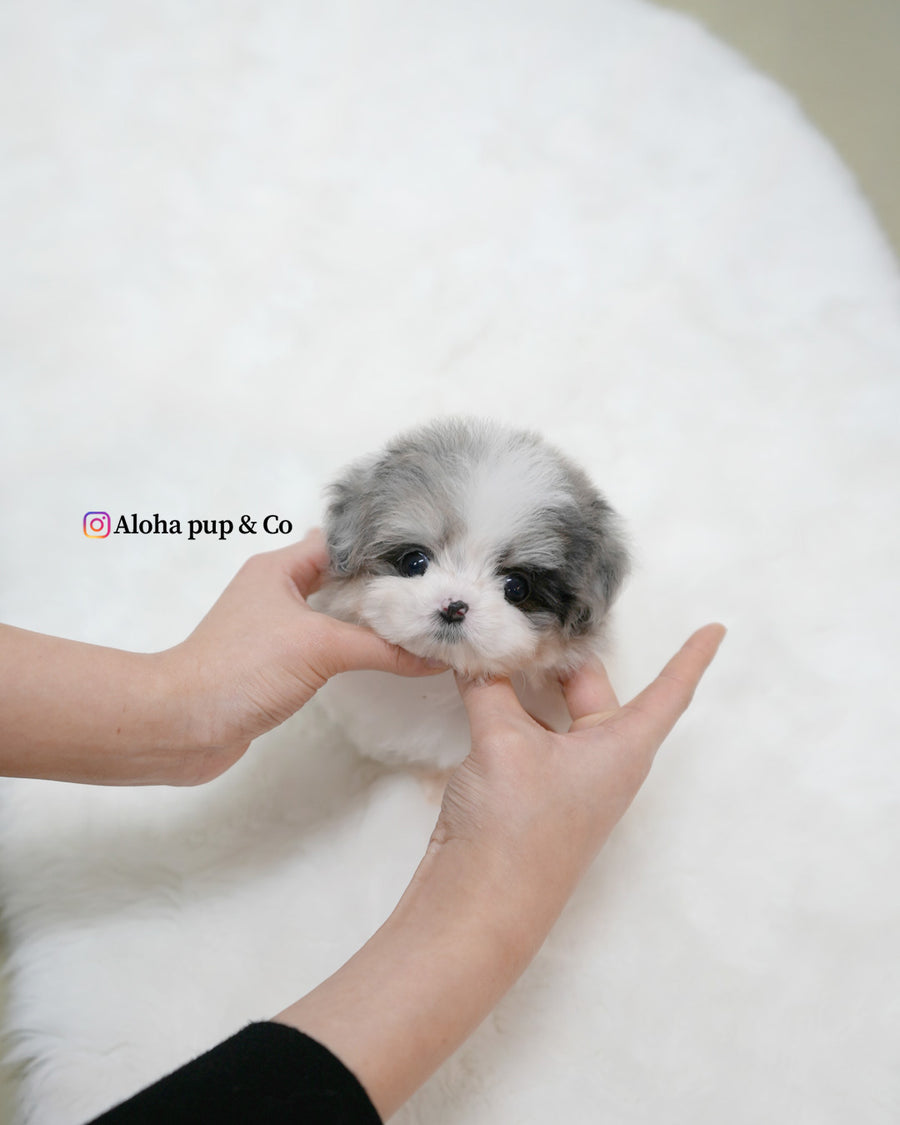 Miso [TEACUP MALTIPOO]