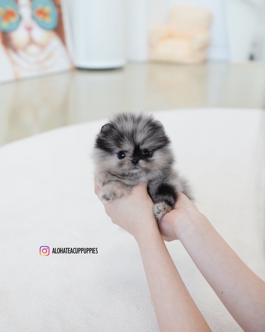 Benz [TEACUP POMERANIAN]