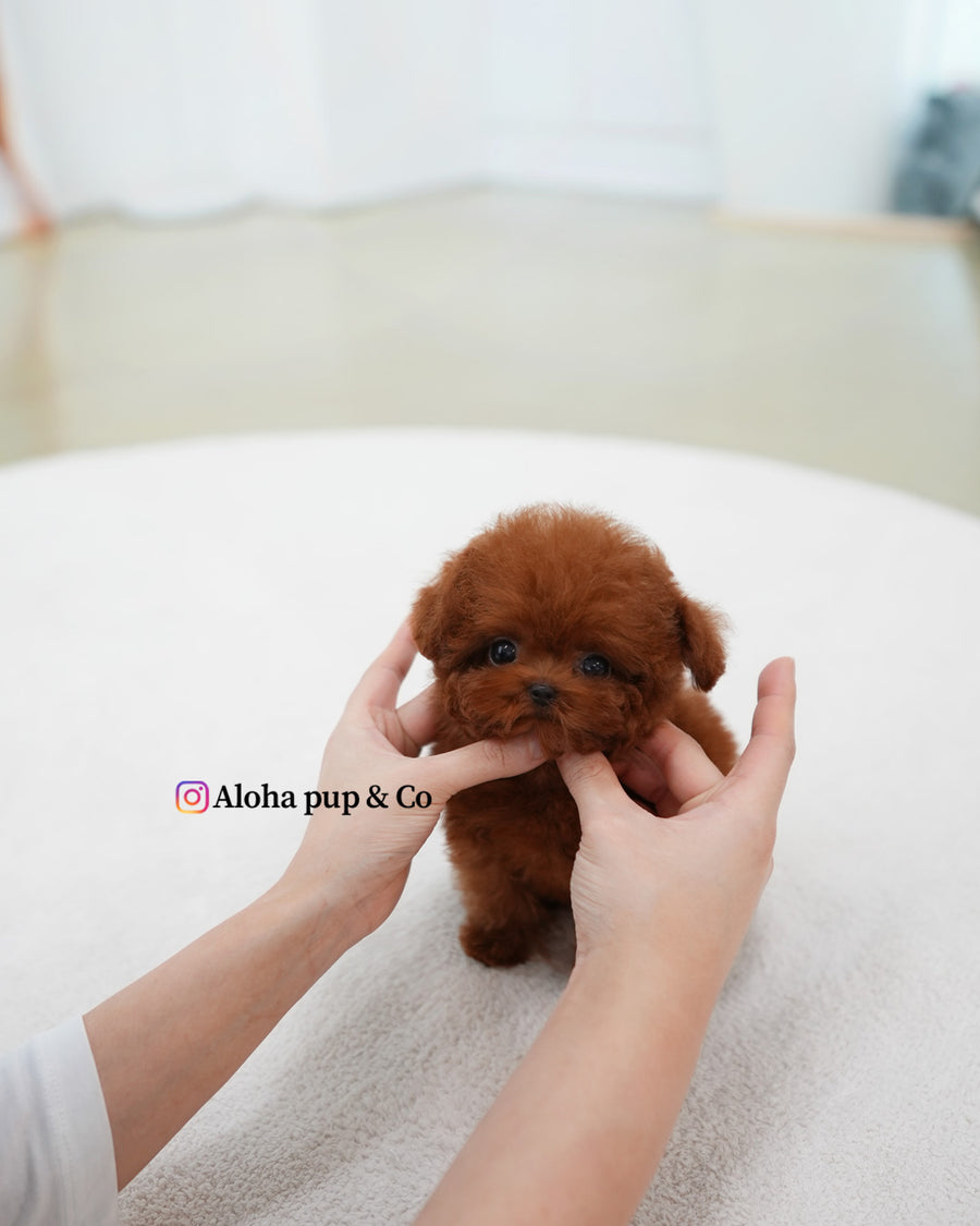 Jerry [TEACUP POODLE]