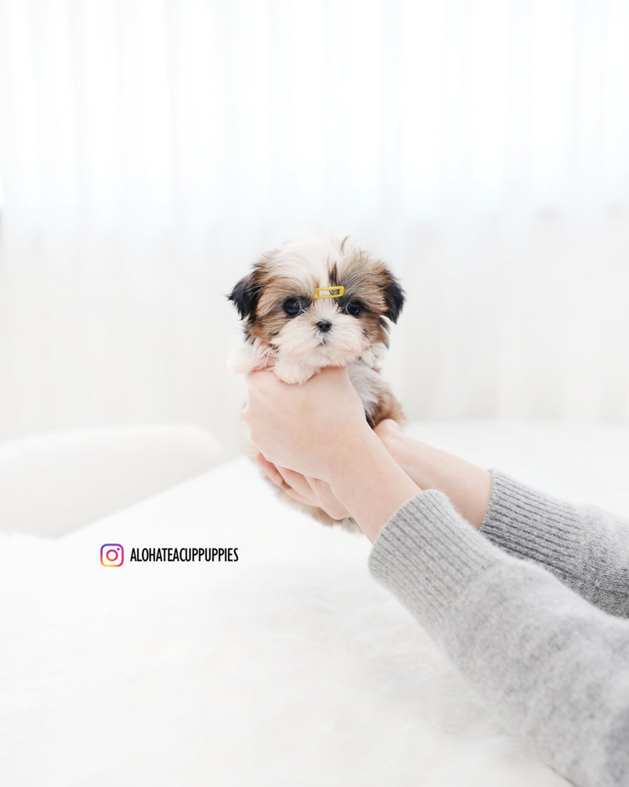 Pawblo [Mini SHIHTZU]