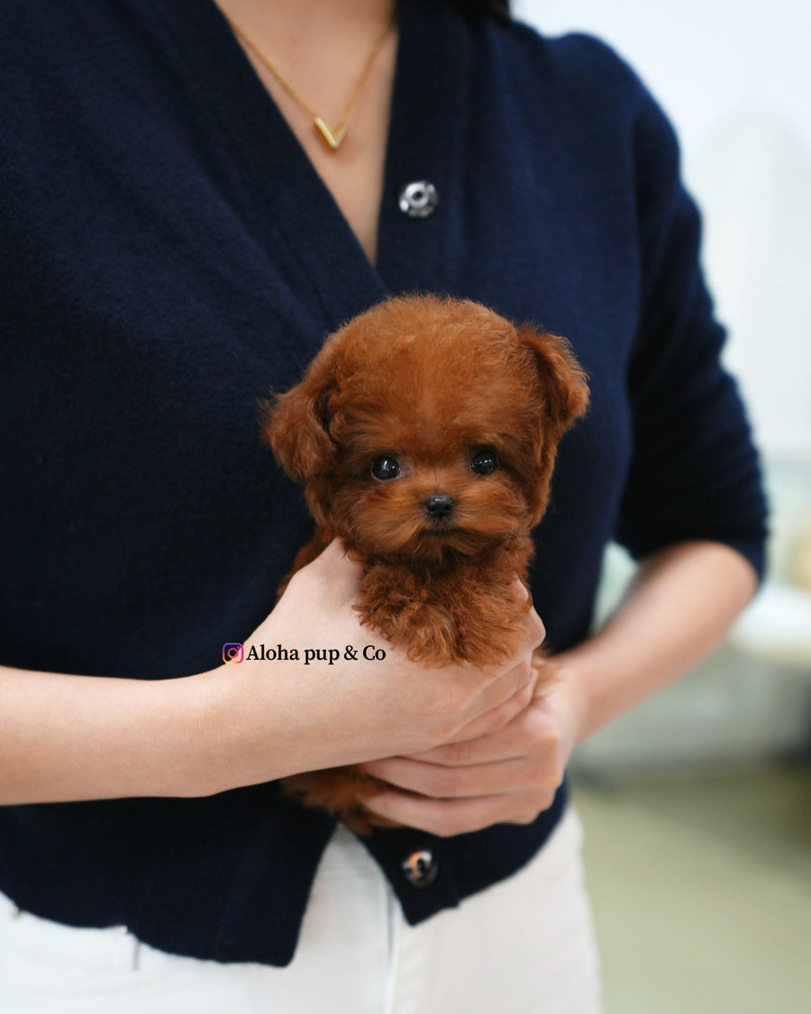 Ruby [TEACUP POODLE]