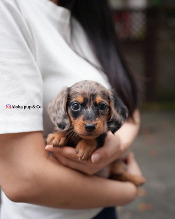 Blair [Mini Dachshund]