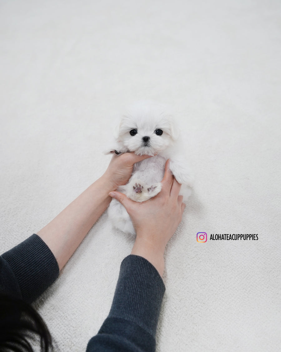 Roa [TEACUP MALTESE]